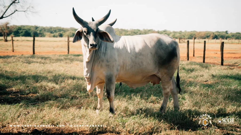 bonificação para pecuaristas