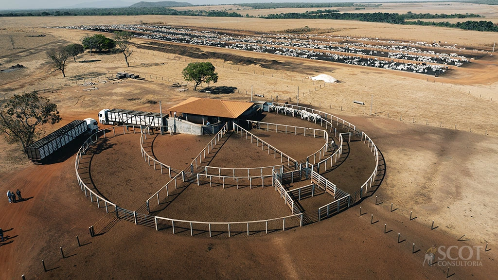 curral antiestresse currais itabira