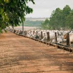 Pará é líder na exportação brasileira de gado vivo