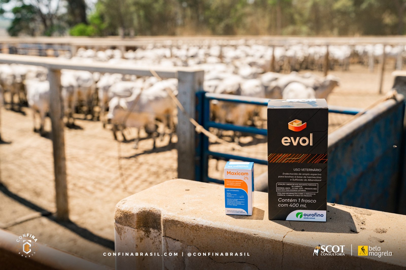 260918_Entrada no confinamento exige atenção para preservar saúde e desempenho dos bovinos